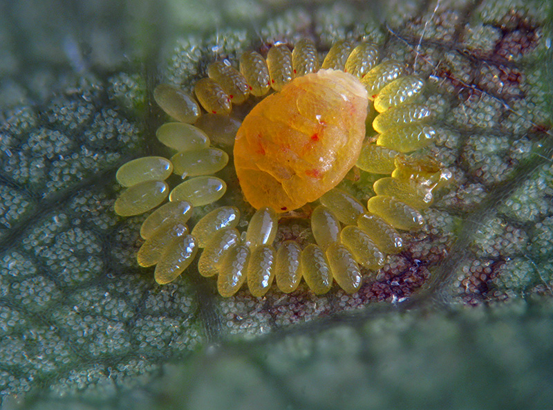Phylloxera quercus